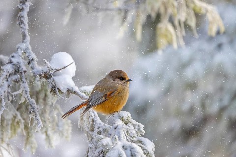 Siberian jay (Perisoreus infaustus, Corvus infaustus) perched in spruce tree in snow covered taiga
