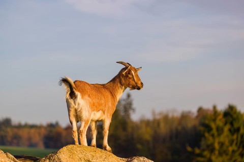 An African Pygmy goat Capra aegagrus hircus) stands on top of a rock, looking around