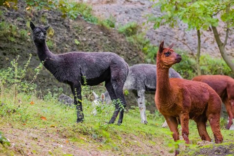 A small herd of brown and grey Alpaca (Vicugna pacos) stand on hilly ground in front of a rock wall