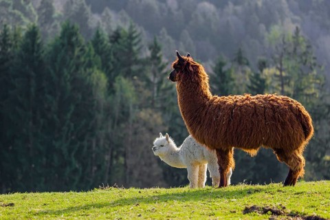 A brown female Alpaca (Vicugna pacos) and its white young stand on a green meadow . A forest is in
