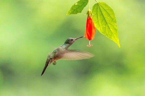 Green-fronted Brilliant Hummingbird (Heliodoxa jacula), Hummingbird (Trochilidae), Swiftbirds
