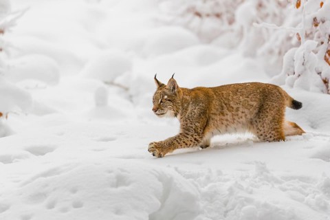 One young male Eurasian lynx, (Lynx lynx), walking through deep snow covered undergrowth in a