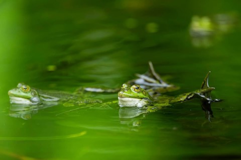 Edible frog (Pelophylax esculentus) in a little lake in the water, Bavaria, Germany, Europe