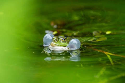 Edible frog (Pelophylax esculentus) in a little lake in the water, Bavaria, Germany, Europe