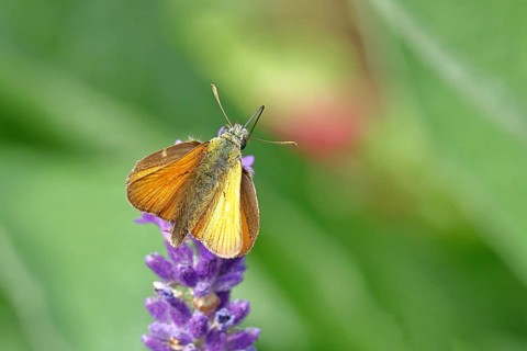 Large skipper (Ochlodes venatus), collecting nectar from a flower of Common lavender (Lavandula
