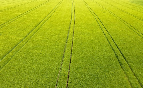 Drone image, grain field with lanes on the field, from above, agriculture, Innviertel, Upper