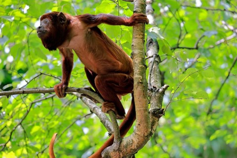 Brown howler (Alouatta guariba), adult, on tree, alert, South America