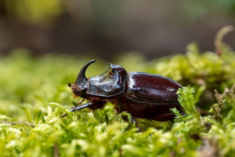 Rhinoceros beetle (Oryctes nasicornis), male, Oberhausen, Ruhr area, North Rhine-Westphalia,