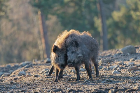 Two young wild boars (Sus scrofa) play fighting and dominance on a frozen field on a sunny day. A