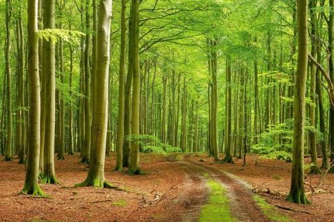 Hiking trail through near-natural old beech forest (Fagus sp.), Stubnitz forest area, Jasmund