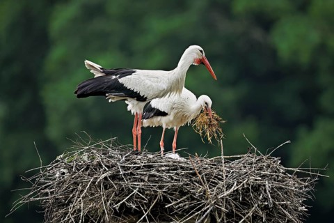 White storks (Ciconia ciconia), pair with nesting material in their beaks standing on eyrie, Canton