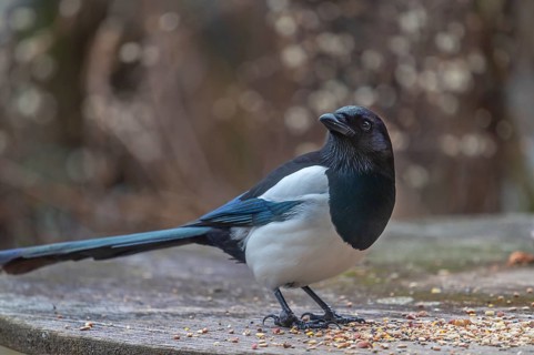 Magpie (Pic pica) at the feeding ground, Bavaria, Germany, Europe