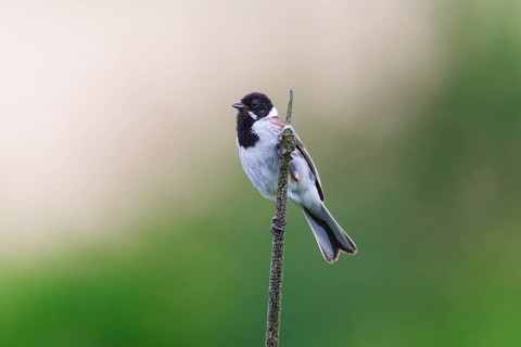 Reed Bunting (Emberiza schoeniclus), adult male sitting on a bullrush stalk, in breeding plumage,
