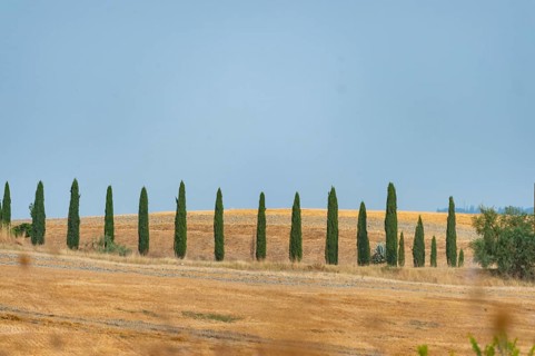 Typical Tuscan landscape in Crete Senesi with hills, trees, fields, cypresses and farm road in