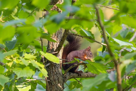 A  squirrel or Eurasian  squirrel (Sciurus vulgaris) eats from a Corylus colurna