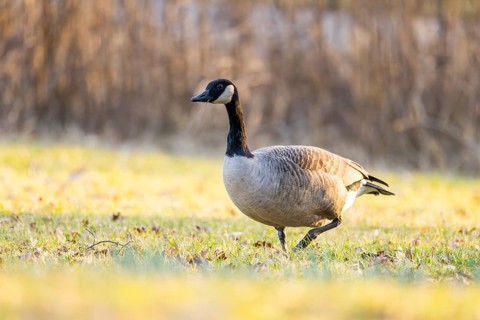 Canada goose (Branta canadensis) walking on a meadow in spring, Franconia, Bavaria, Germany, Europe