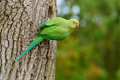 Green collared parakeet (Psittacula krameri), sitting in the nesting hole of a tree, looking