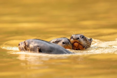 Three giant otters (Pteronura brasiliensis), playing young, North Pantanal, Barão de Melgaço,