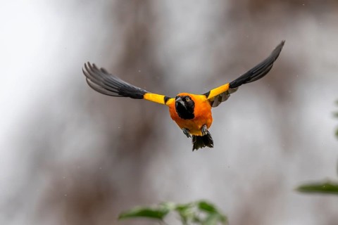 Orange-backed Oriole (Icterus croconotus), in flight, South Pantanal, Corumbá, Nhecolândia, Mato