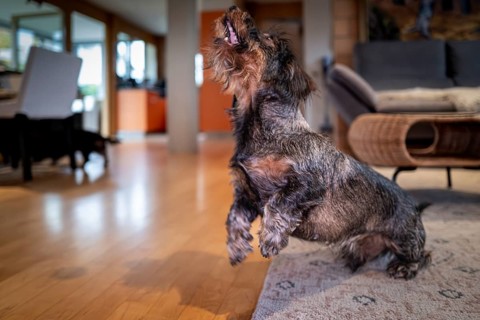 A dachshund (Canis lupus) jumps in a modern living room with a wooden floor and carpet