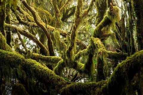 Trees with moss and lichen in the cloud forest of Garajonay National Park. Parque Nacional de