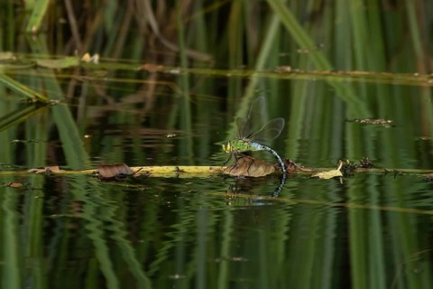 Emperor dragonfly (Anax imperator) adult female insect laying eggs in a pond in the summer,