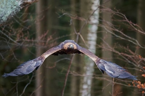 Golden eagle in flight (Aquila chrysaetos) Bavaria, Germany, Europe