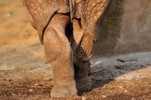 Close-up of a rhinoceros from behind, showing the textured skin and legs, rhinoceros unicorn,