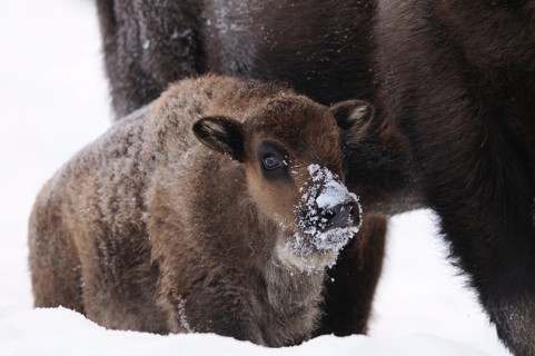 Small bison hidden in the snow next to large bison, bison (Bos bonasus), Bavarian Forest National