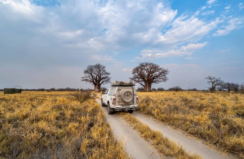 Off-road vehicle on a road, track between yellow dry grass leads to baobabs, Nxai Pan National