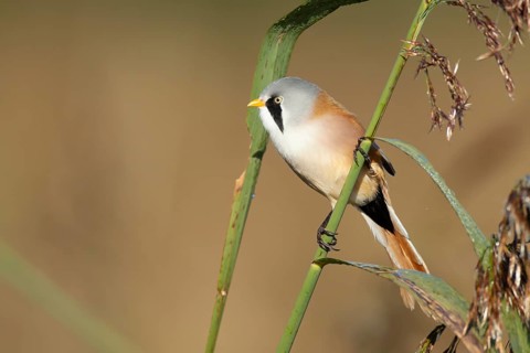 Bearded tit or reedling (Panurus biarmicus) adult male bird on a reed stem in a reedbed, England,
