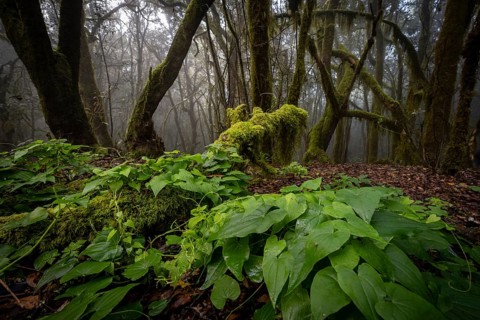Cloud forest, laurel forest, Garajonay National Park, UNESCO World Heritage Site, La Gomera, Canary