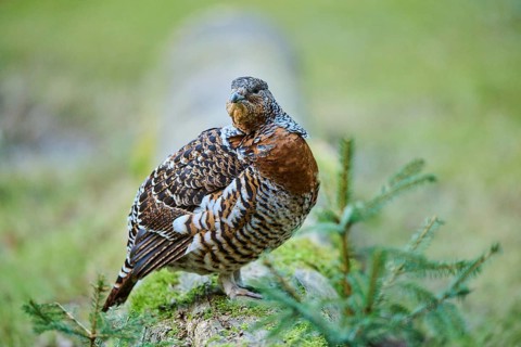 Western capercaillie (Tetrao urogallus) female (hen) standing on the ground at the edge of a foest,