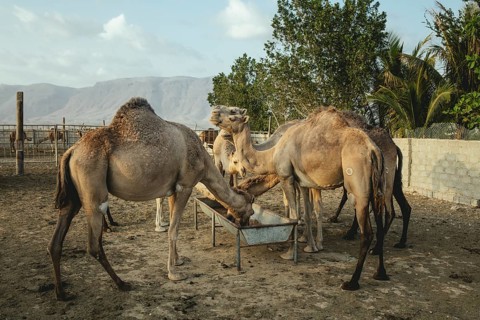 Feeding in the evening with concentrated feed at the camel farm Salalah, Dhofar, Oman, Asia
