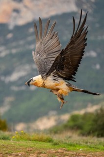 Bearded Vulture (Gypaetus barbatus) adult bird in flight with mountains in the backround, Pyrenees,
