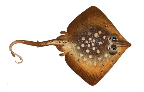 Fish, Fish, Family Skate (fish), Raja clavata, Thornback ray, Historical, digitally restored
