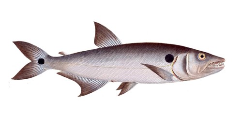 Fish, Fish, Salmon family, Salmo falcatus, Historical, digitally restored reproduction from a 19th