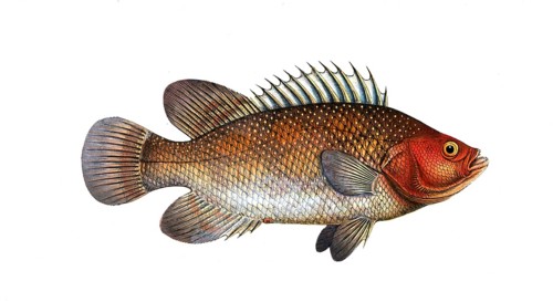 Fish, Fish, Genus of Hussar Fish, Holocentrus surinamensis, the Surinamese Sogo, the Holocentre of
