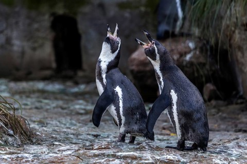 Humboldt penguins (Spheniscus humboldti), captive, Germany, Europe