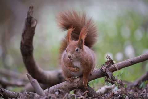 One Red squirrel or Eurasian red squirrel (Sciurus vulgaris) feeding on peanut. Trees in the