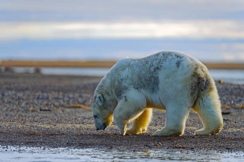 Polar bear (Ursus maritimus), walks on gravel banks, Kaktovik, Barter Island, Beaufort Sea,