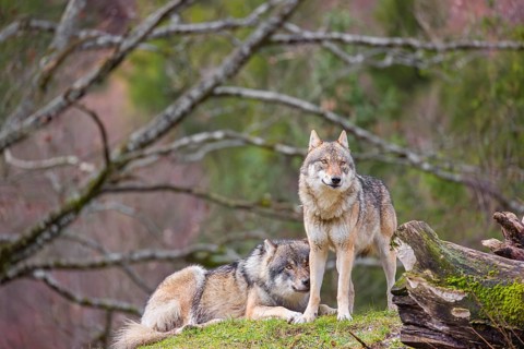 Two eurasian gray wolves (Canis lupus lupus), the alpha couple, stand on top of a small hill. He
