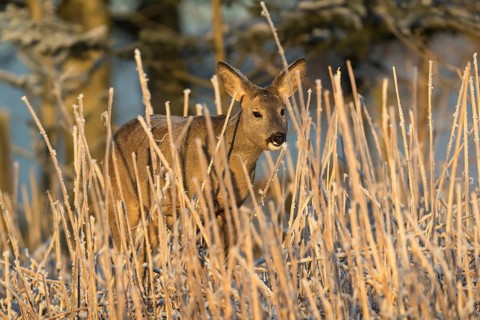 Roe deer standing in hoar frosted dead stinging nettle at minus 15 °C at sunrise. Licking off the