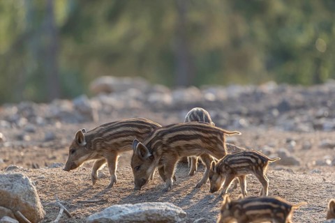 Some piglet wild boar or wild pig (Sus scrofa) walking over an opening with a green forest in the