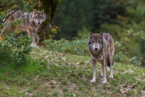 Two eurasian gray wolf (Canis lupus lupus) standing on a small grassy hill with a green forest in