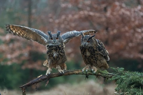 One female and one male Eurasian Eagle Owl, Bubo bubo, perched on a branch. A forest in autumn