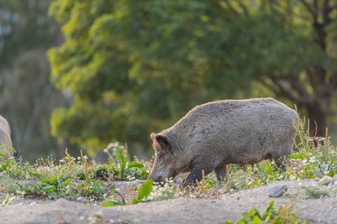 One adult wild boar or wild pig (Sus scrofa) searching for food on a flowering meadow in late