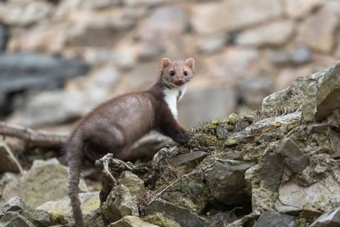 One beech marten running between the stones of a ruin of an ancient castle looking for food