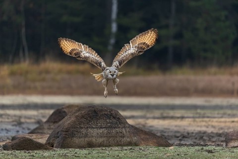 One Siberian Eagle Owl (Bubo bubo sibiricus) flying over a dry lakeshore on an autumnal misty cold