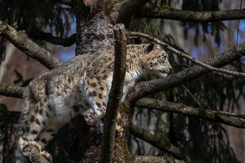 One adult snow leopard (Panthera uncia) standing high up in a tree, watching something in the